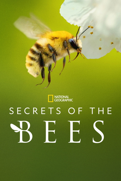 Poster for Secrets of the Bees (2026)