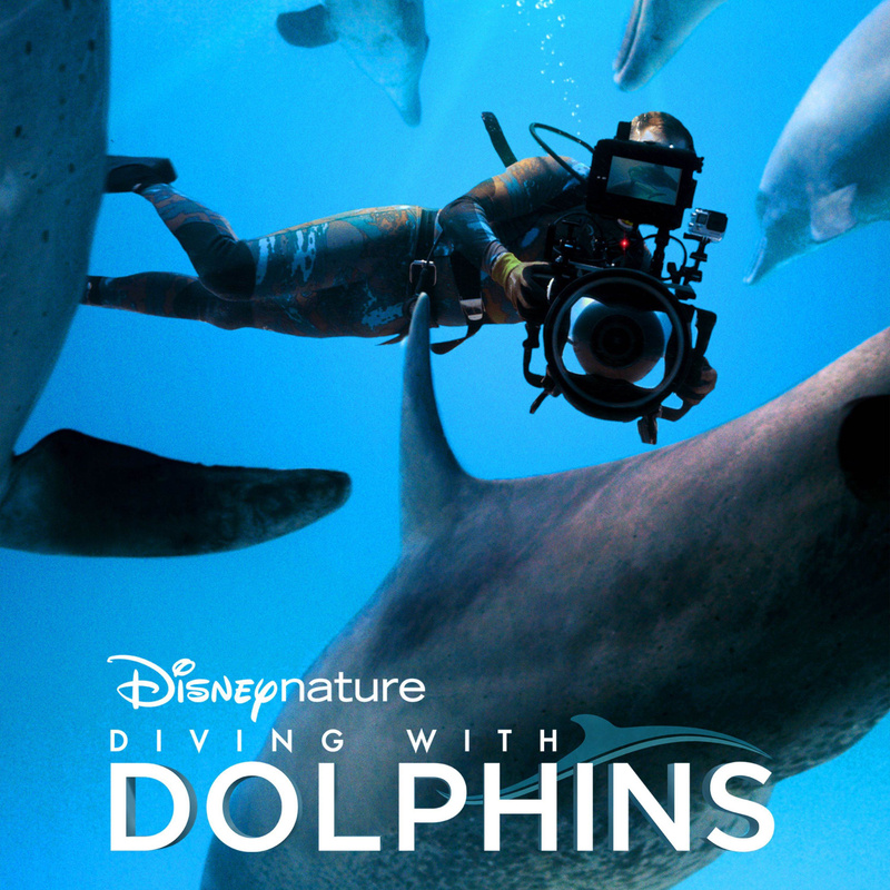 Album cover for Barnaby Taylor: Diving With Dolphins (Full Soundtrack) by Barnaby Taylor - 2026