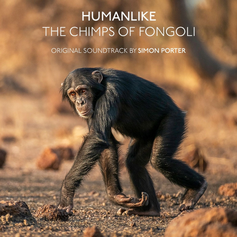 Album cover for Humanlike The Chimps Of Fongoli (Music from the Original Documentary) by Simon Porter - Redrocca 2026